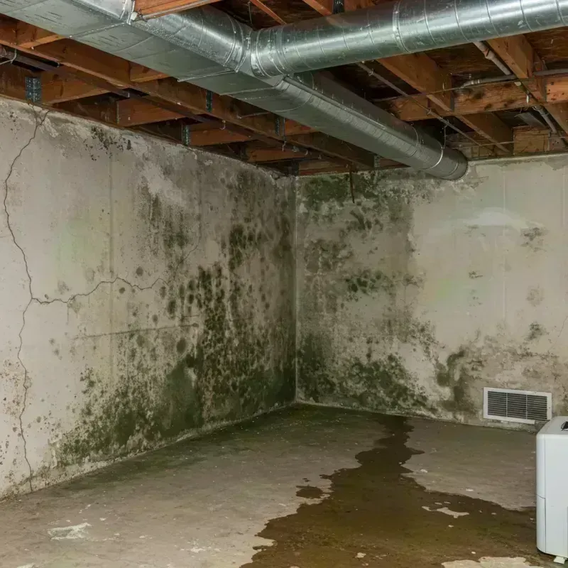 Professional Mold Removal in Sullivan County, MO